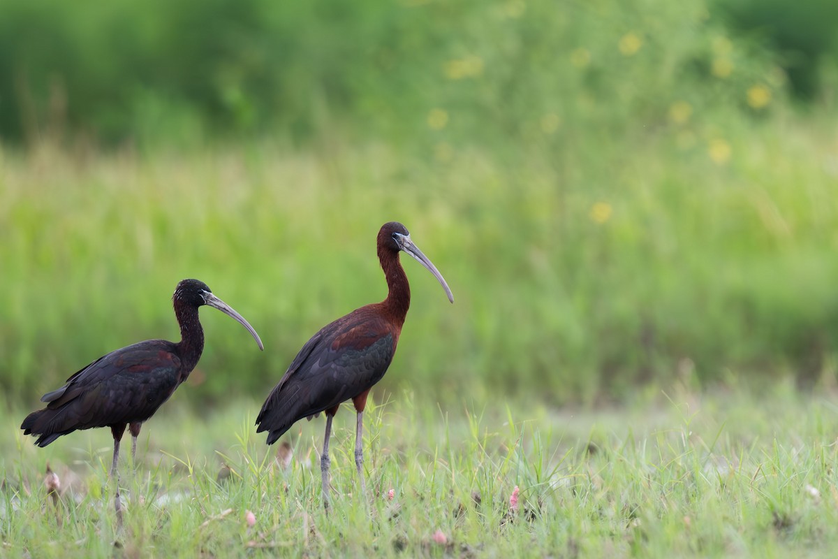 ibis hnědý - ML646396057