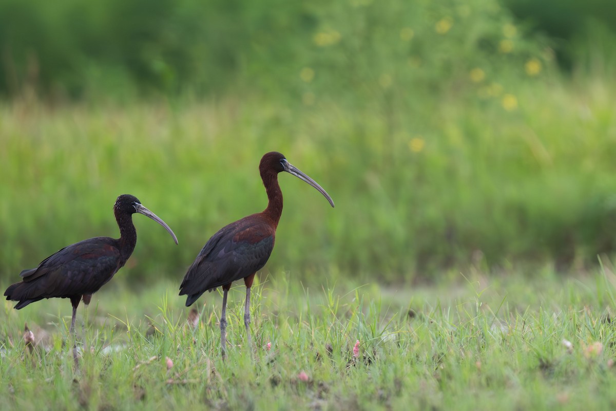 ibis hnědý - ML646396058