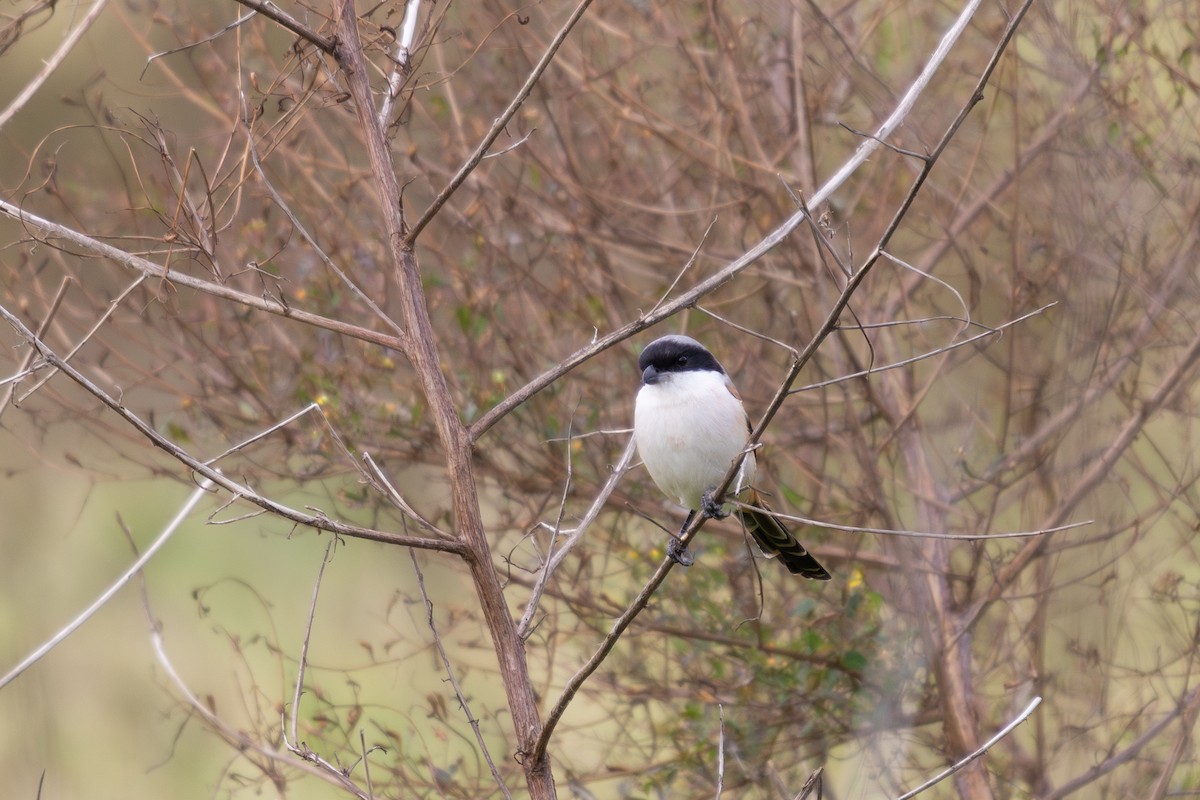 Long-tailed Shrike - ML646396059