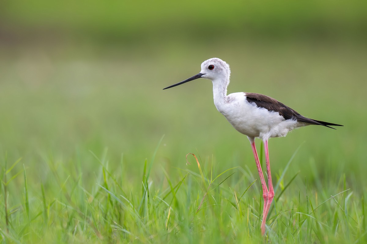 Black-winged Stilt - ML646396060