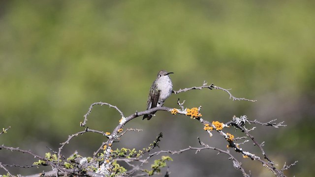 Spot-throated Hummingbird - ML646396062