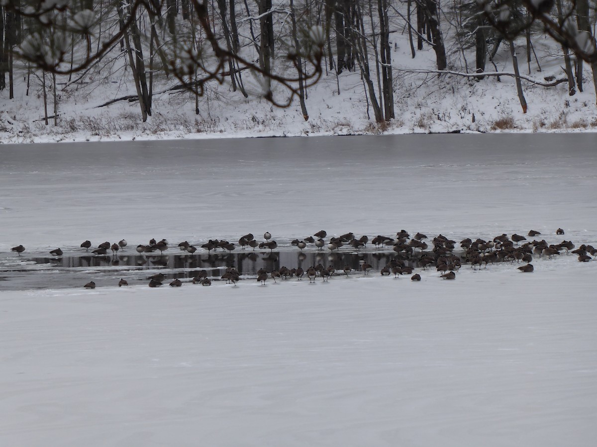 Canada Goose - ML646396069