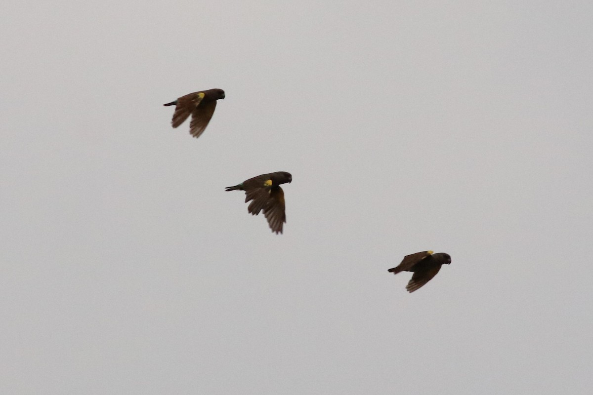 Meyer's Parrot - ML646396074