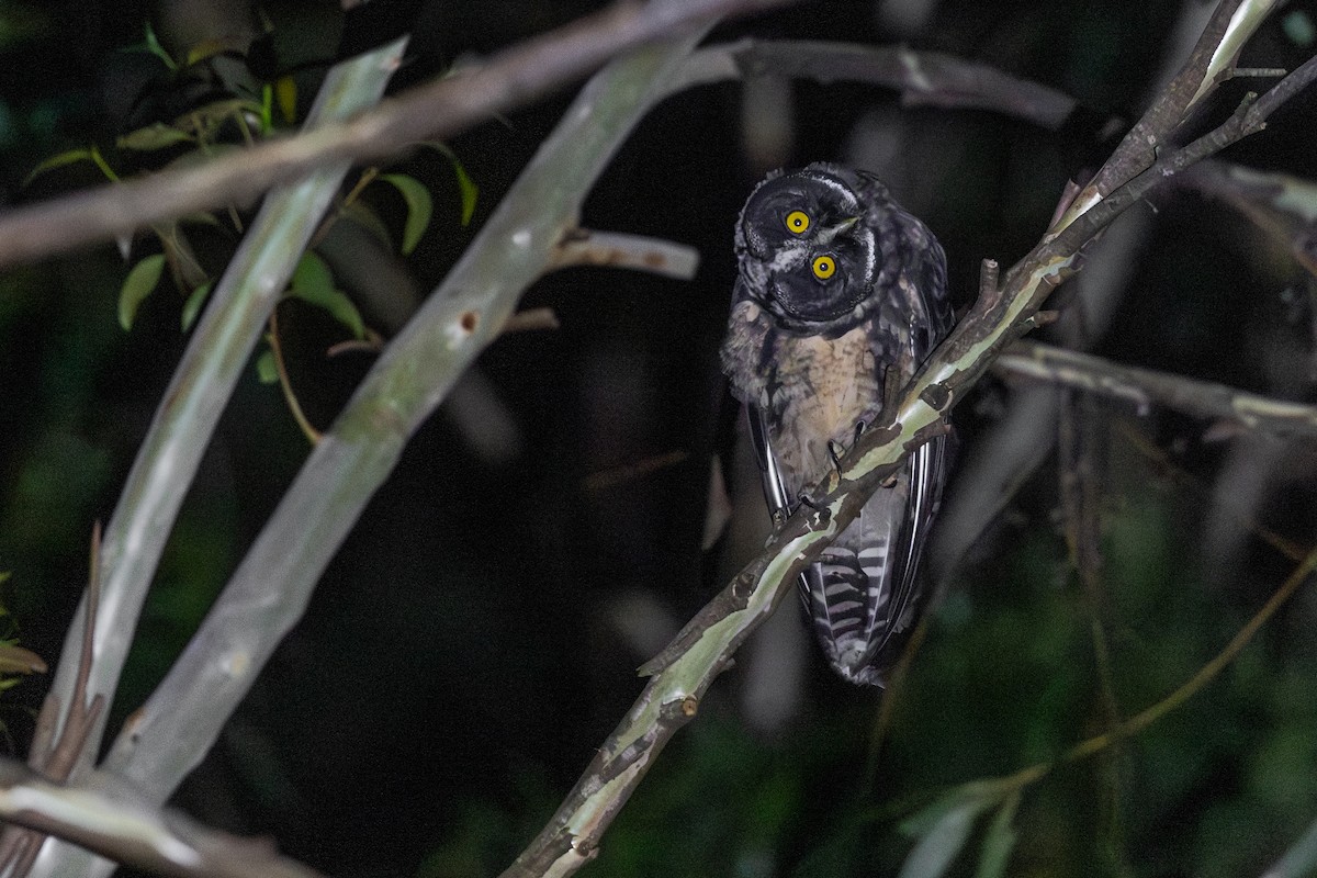 Stygian Owl - ML646396076