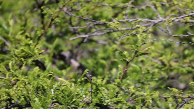 Fulvous-faced Scrub-Tyrant - ML646396078