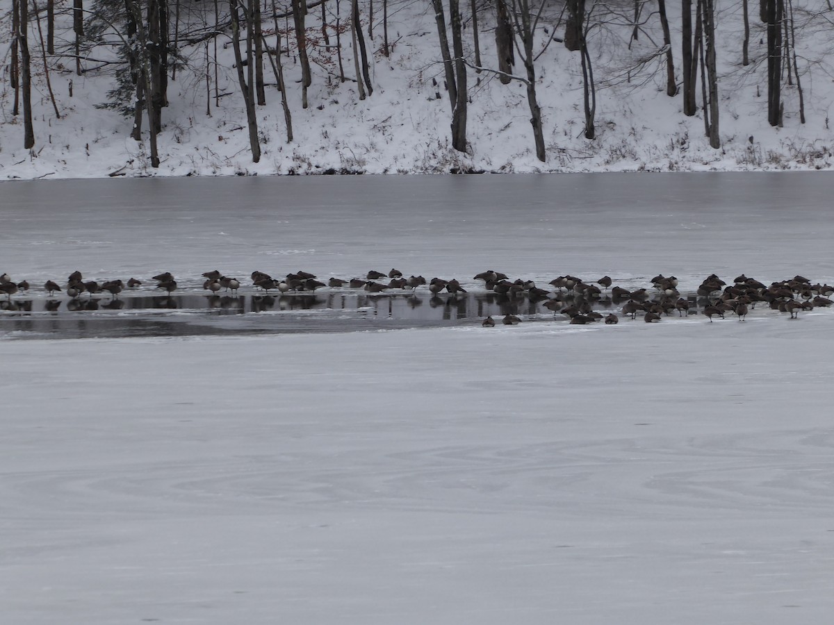 Canada Goose - ML646396079