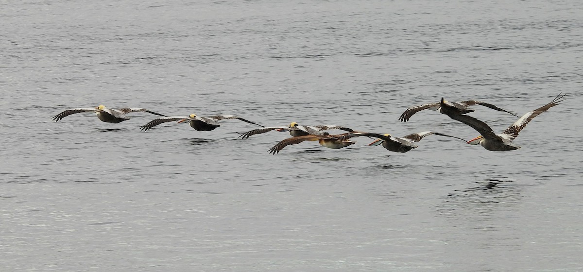 Peruvian Pelican - ML646396080
