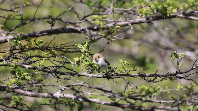 Fulvous-faced Scrub-Tyrant - ML646396081