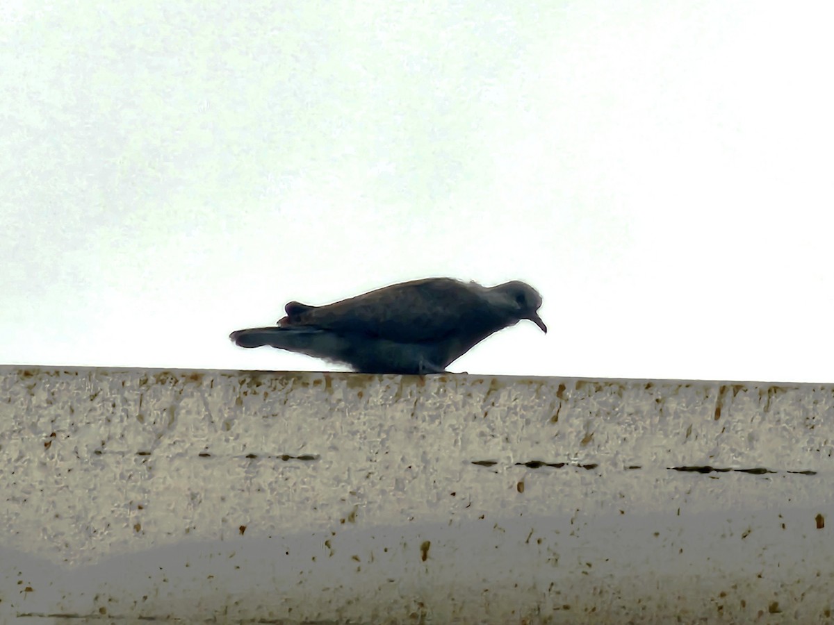 Red Collared-Dove - ML646396082