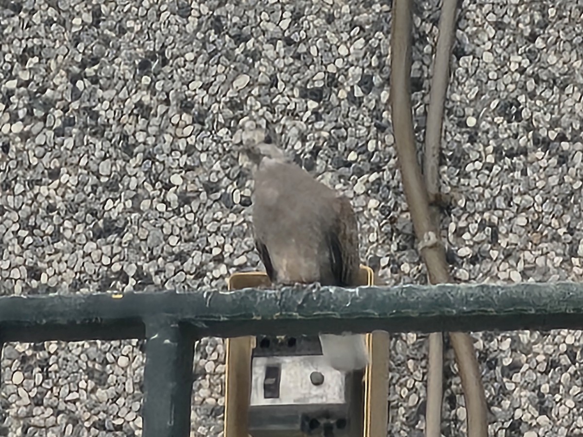 Red Collared-Dove - ML646396083