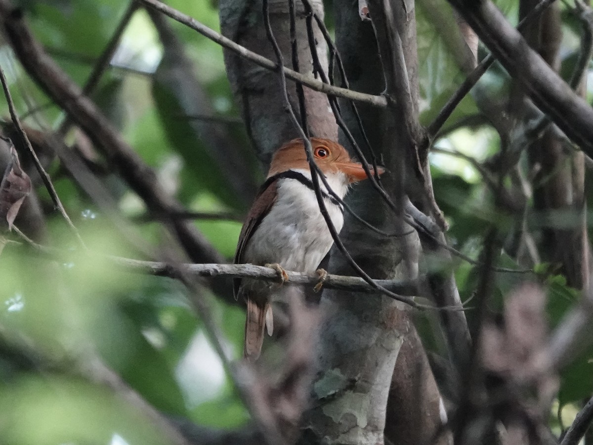 Лінивка рудоголова - ML646396084