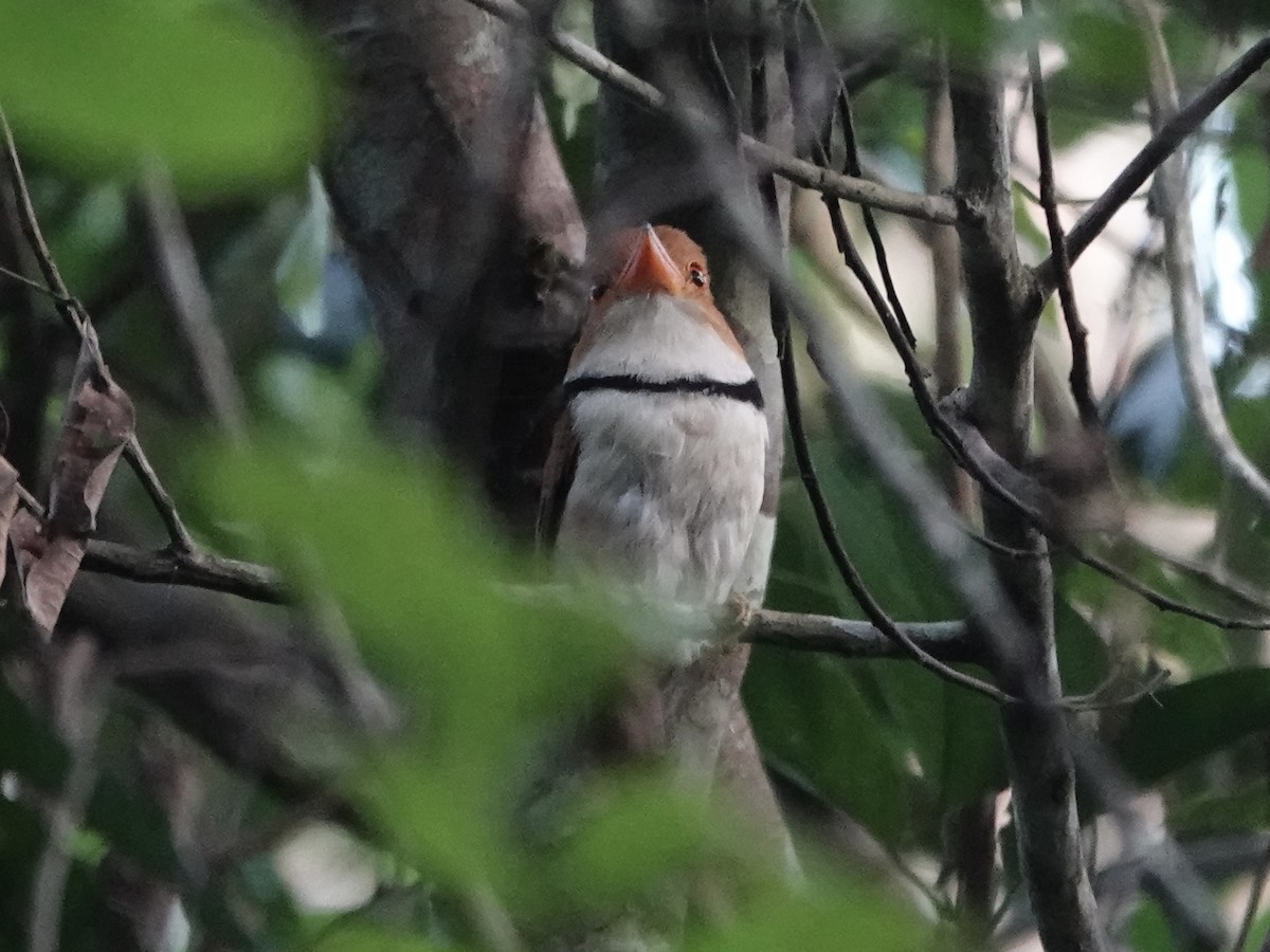 Лінивка рудоголова - ML646396085