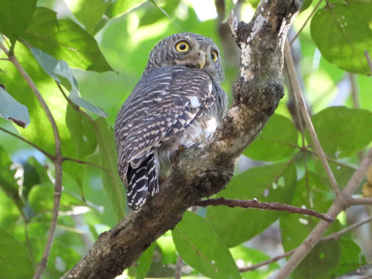 Asian Barred Owlet - ML646396088