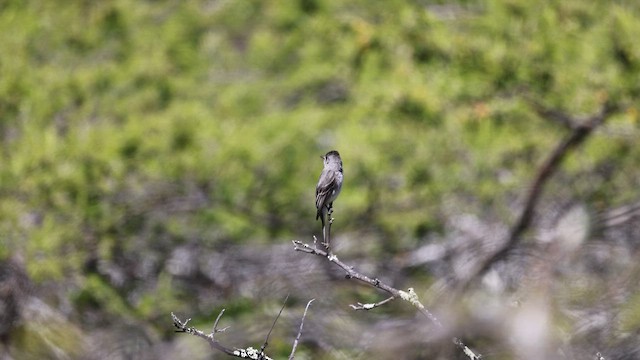 Tumbes Pewee - ML646396089