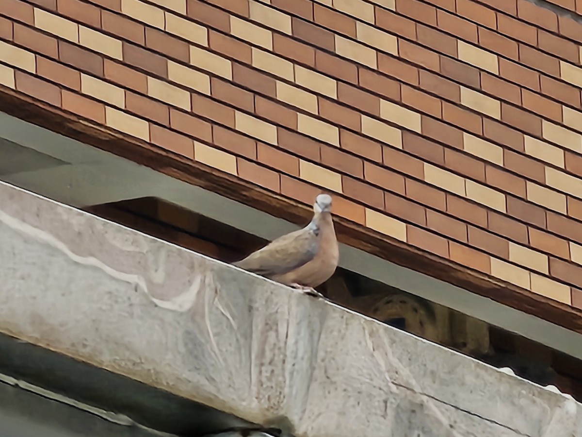 Spotted Dove - ML646396090