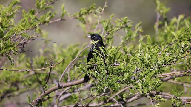White-winged Black-Tyrant - ML646396091