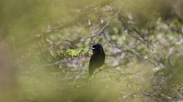 White-winged Black-Tyrant - ML646396092