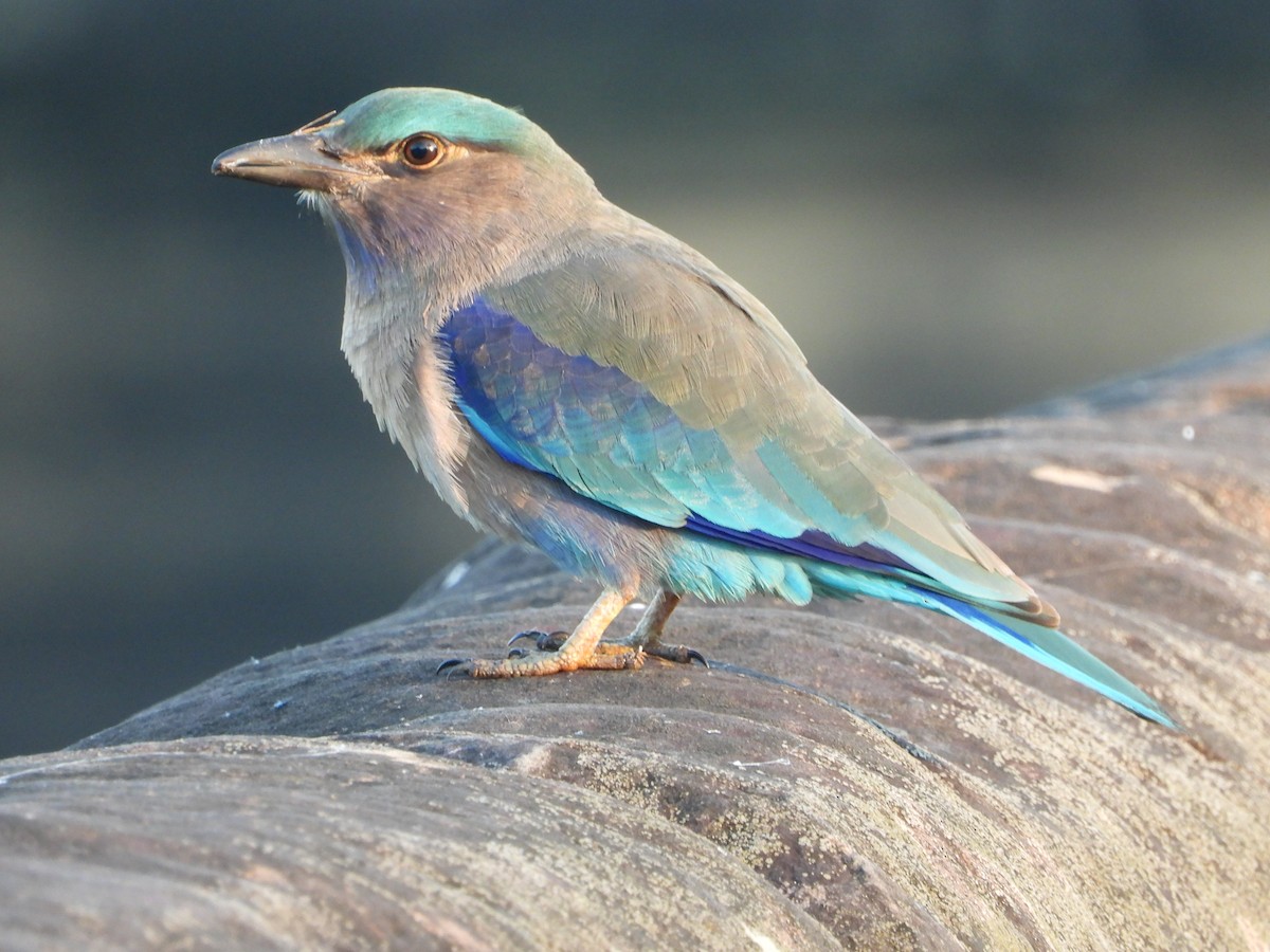 Indochinese Roller - ML646396093