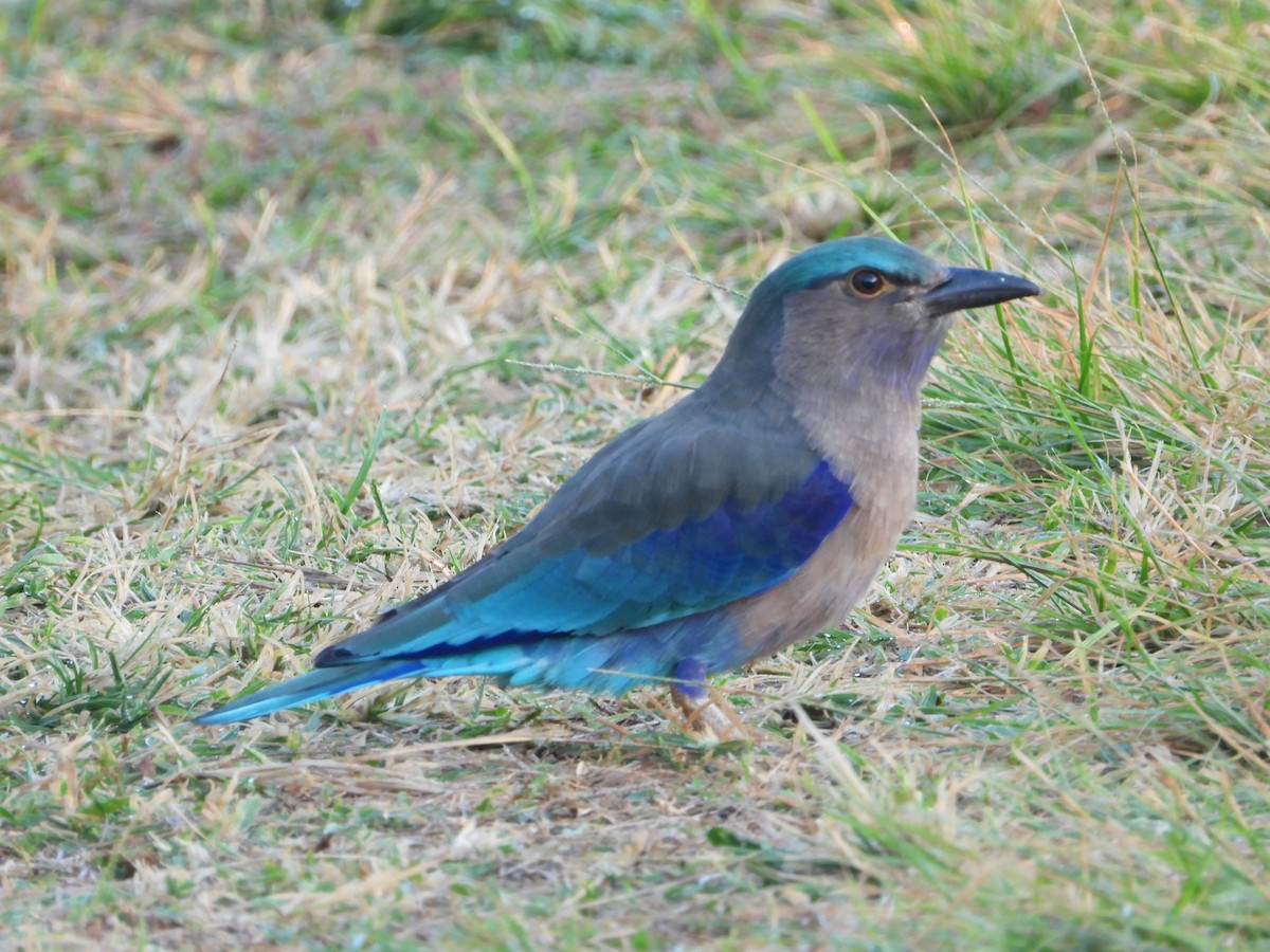 Indochinese Roller - ML646396094