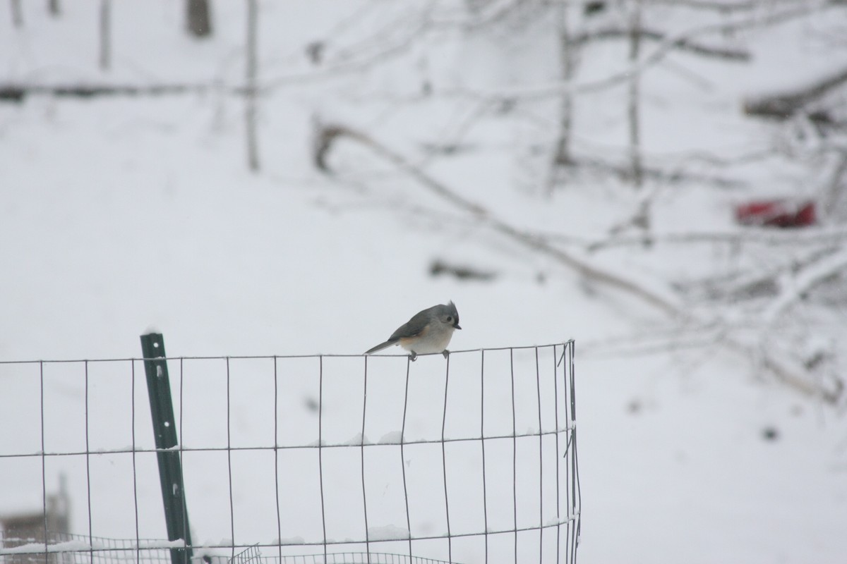 エボシガラ - ML646396098