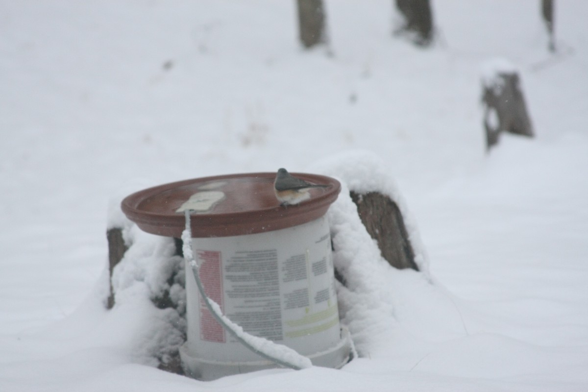 エボシガラ - ML646396099