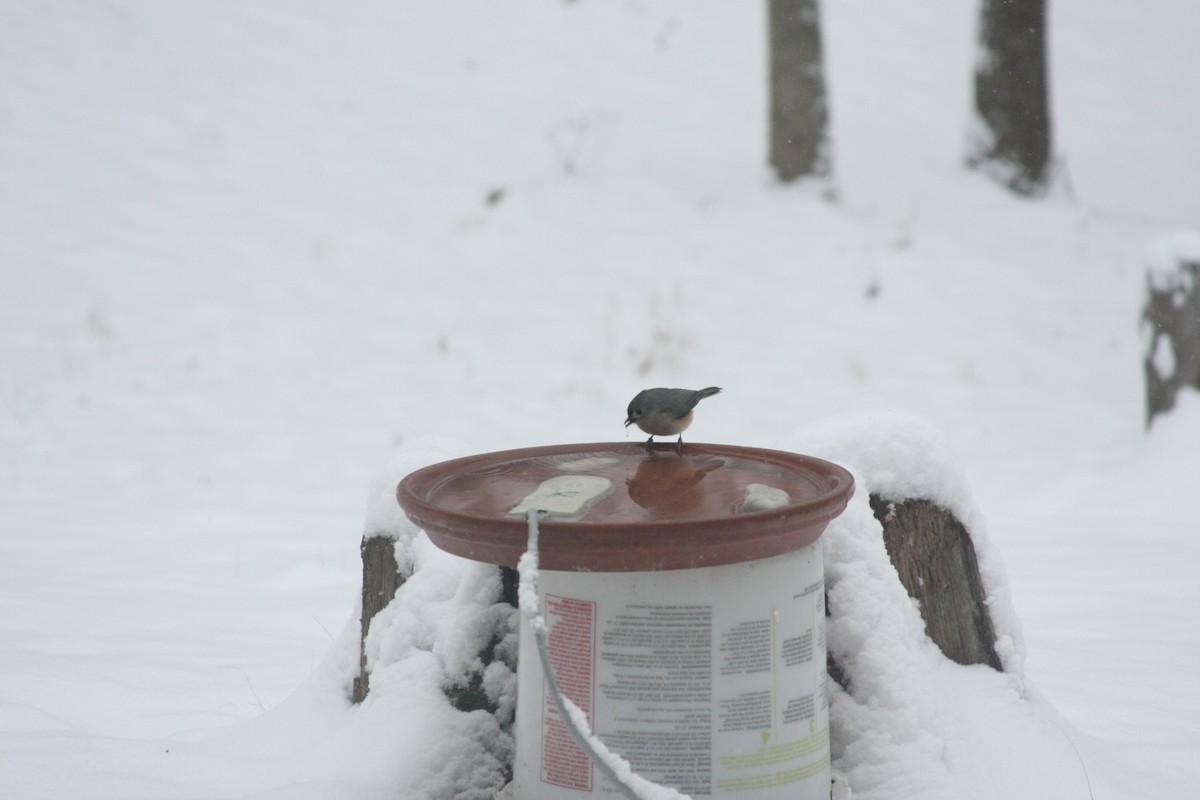 エボシガラ - ML646396100