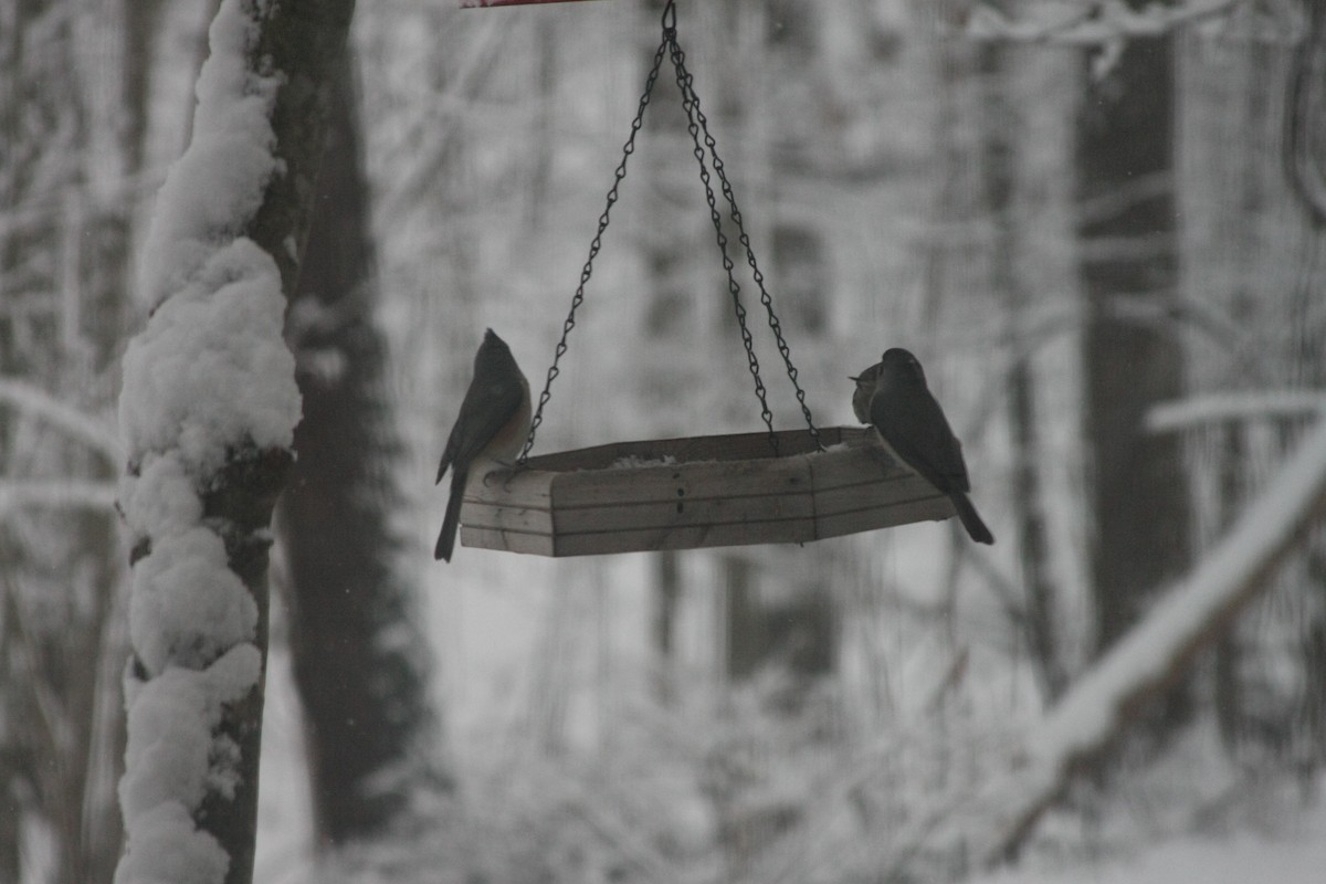 エボシガラ - ML646396102