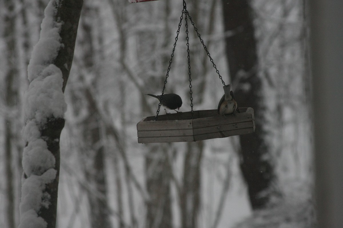 エボシガラ - ML646396103