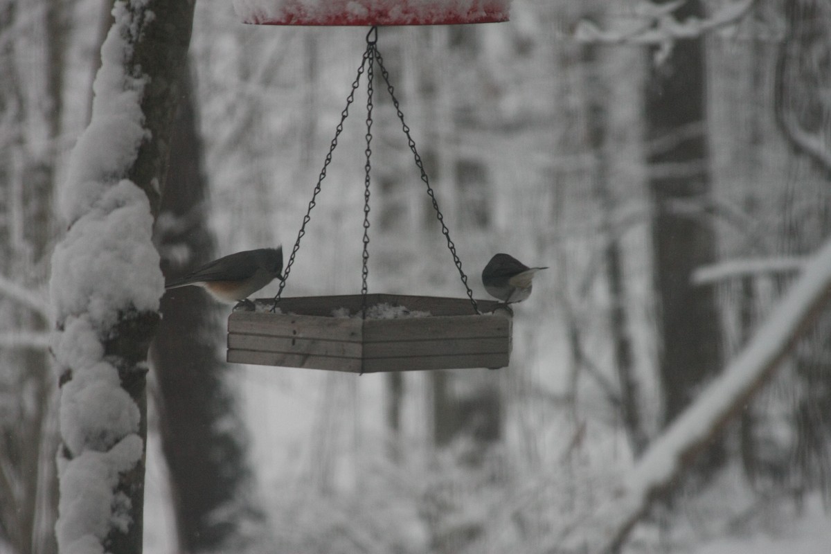 エボシガラ - ML646396104