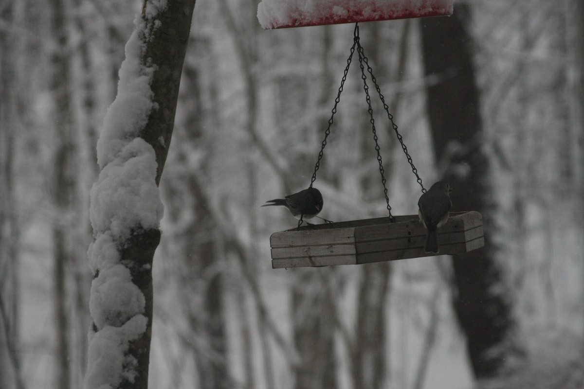 エボシガラ - ML646396105