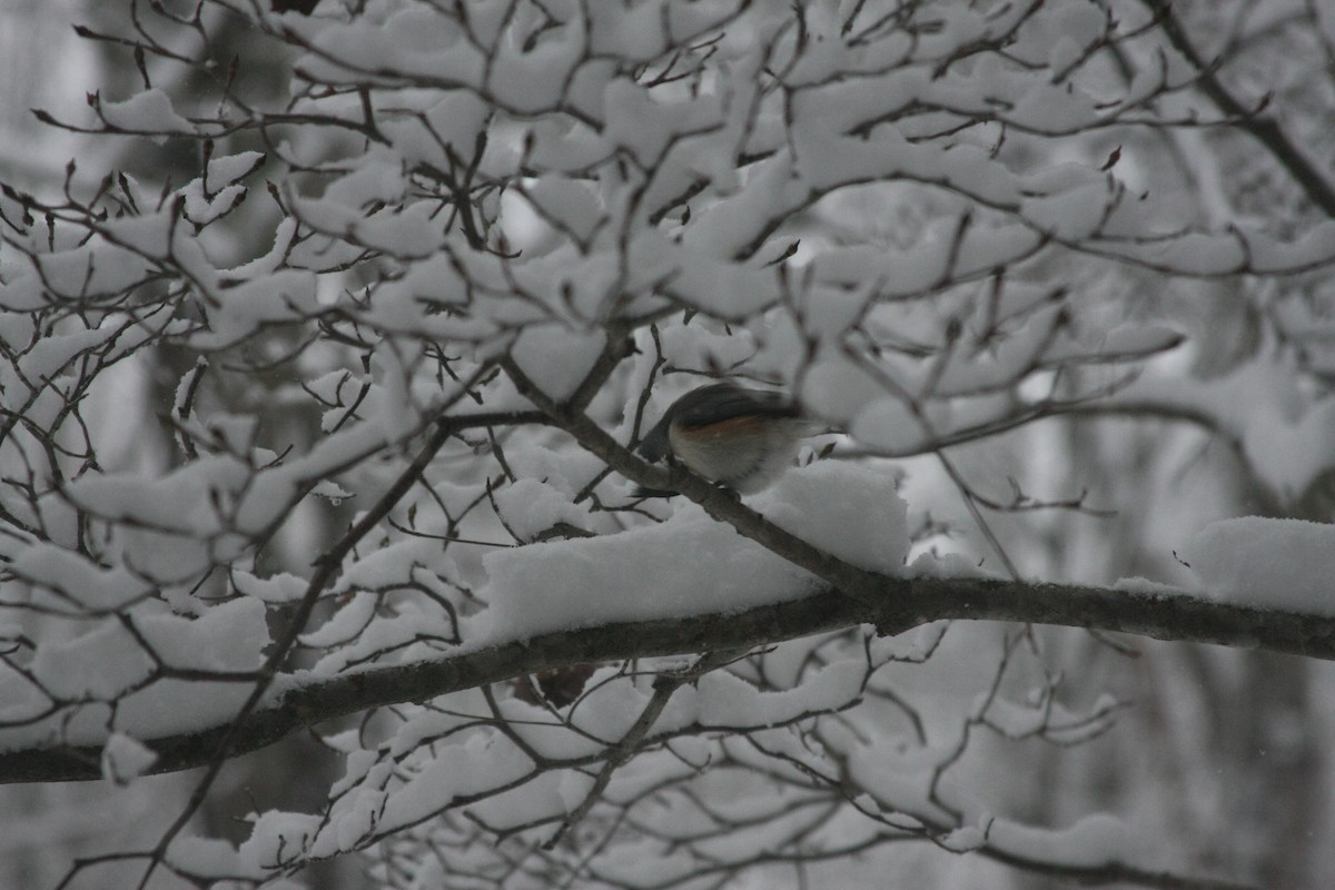 エボシガラ - ML646396106