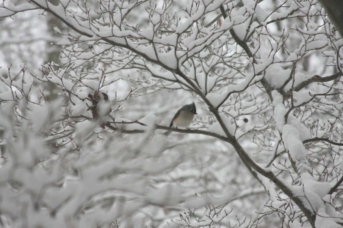 Tufted Titmouse - ML646396107