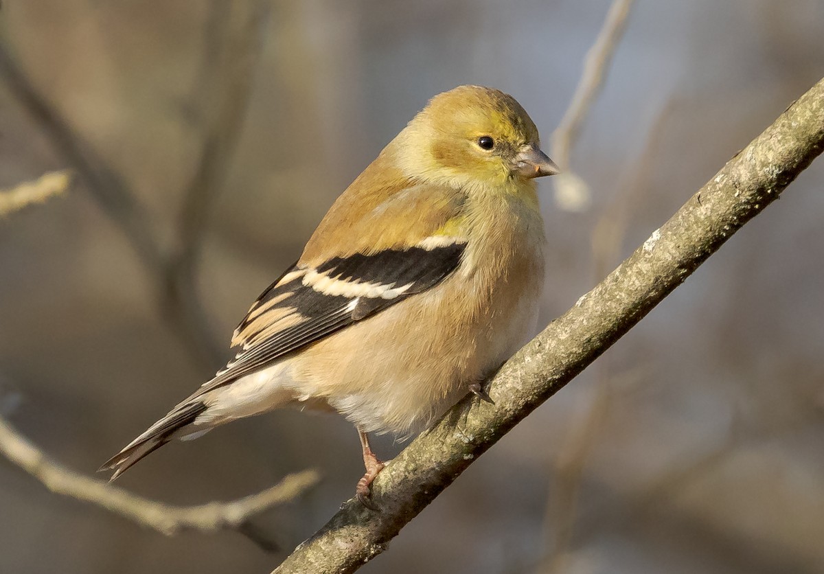 čížek žlutý - ML646396110