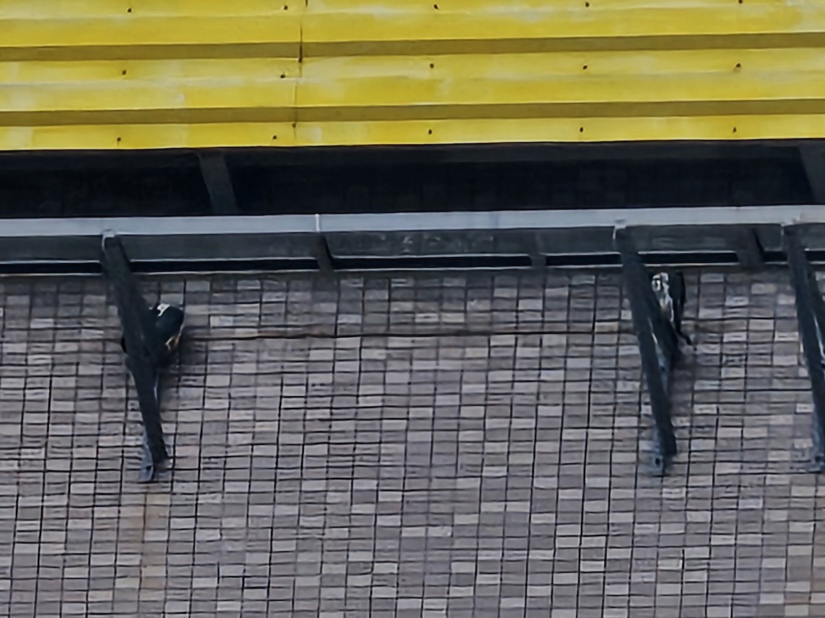 Peregrine Falcon - ML646396115