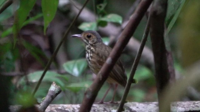 Alta Floresta Antpitta - ML646396119