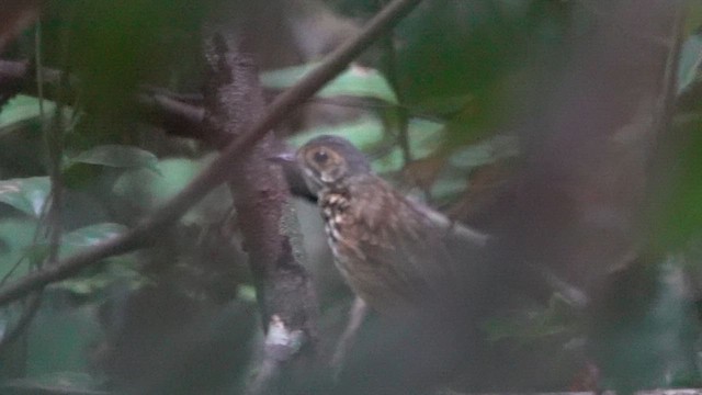 Alta Floresta Antpitta - ML646396120