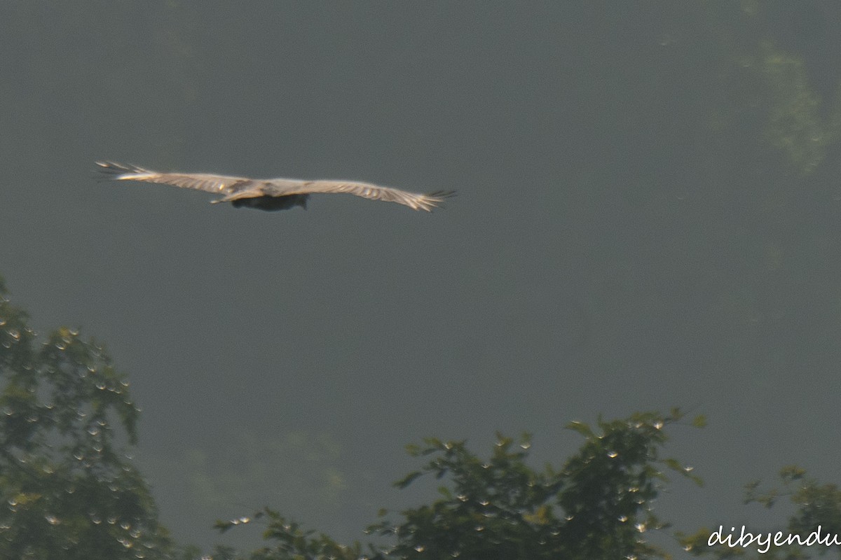 Changeable Hawk-Eagle - ML646396122