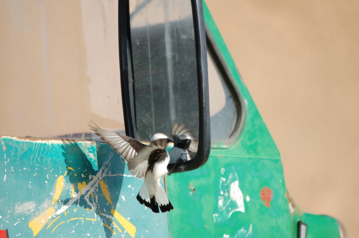 Mourning Wheatear - ML646396123