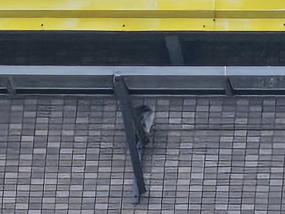 Peregrine Falcon - ML646396124