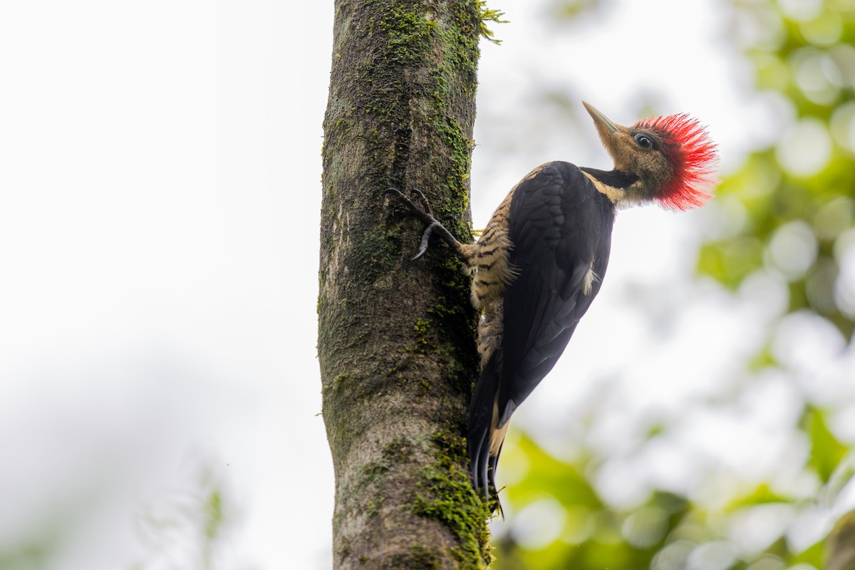 Helmeted Woodpecker - ML646396126