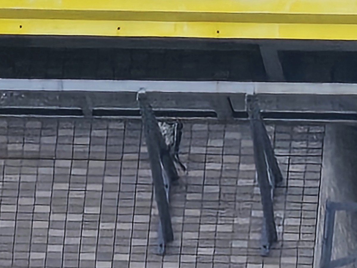 Peregrine Falcon - ML646396127