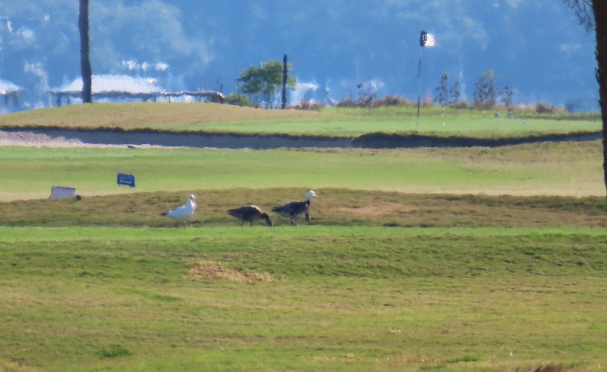 Snow Goose - ML646396129