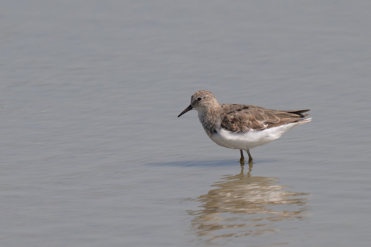 jespák šedý - ML646396130