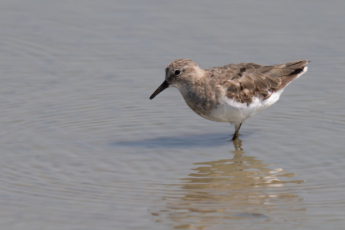 jespák šedý - ML646396131