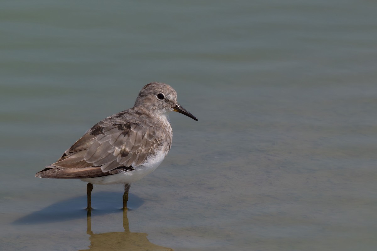 jespák šedý - ML646396132