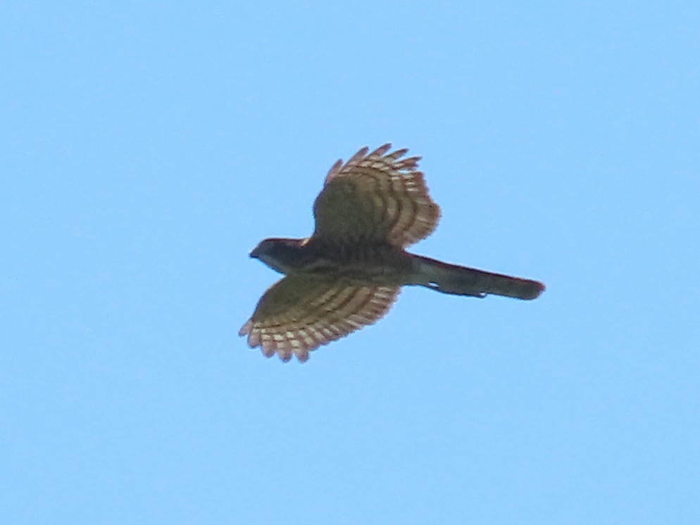 Besrasperber - ML646396134