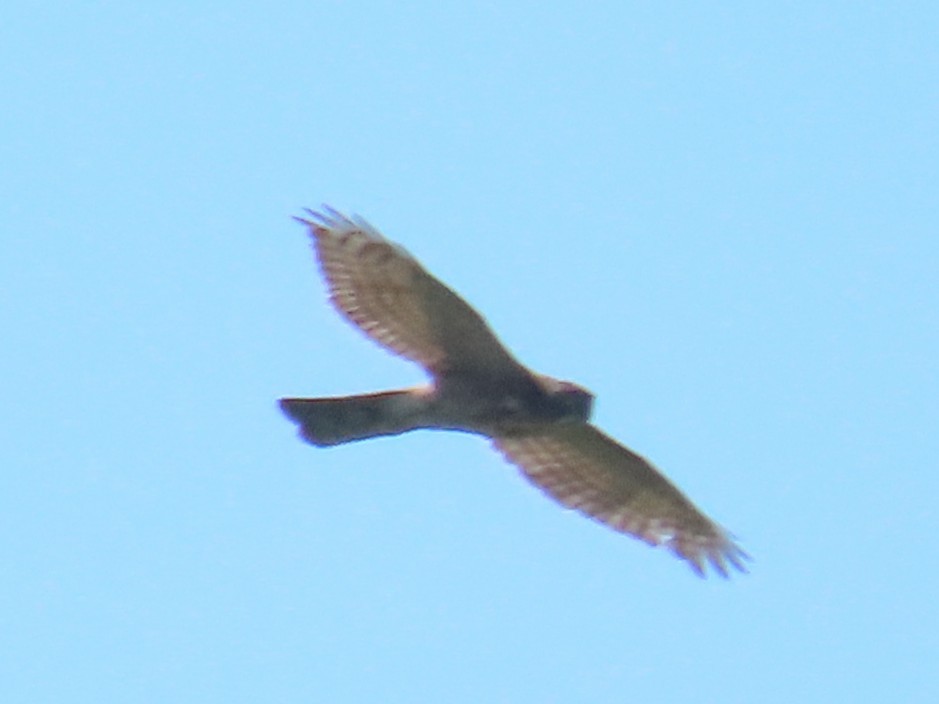 Besrasperber - ML646396138