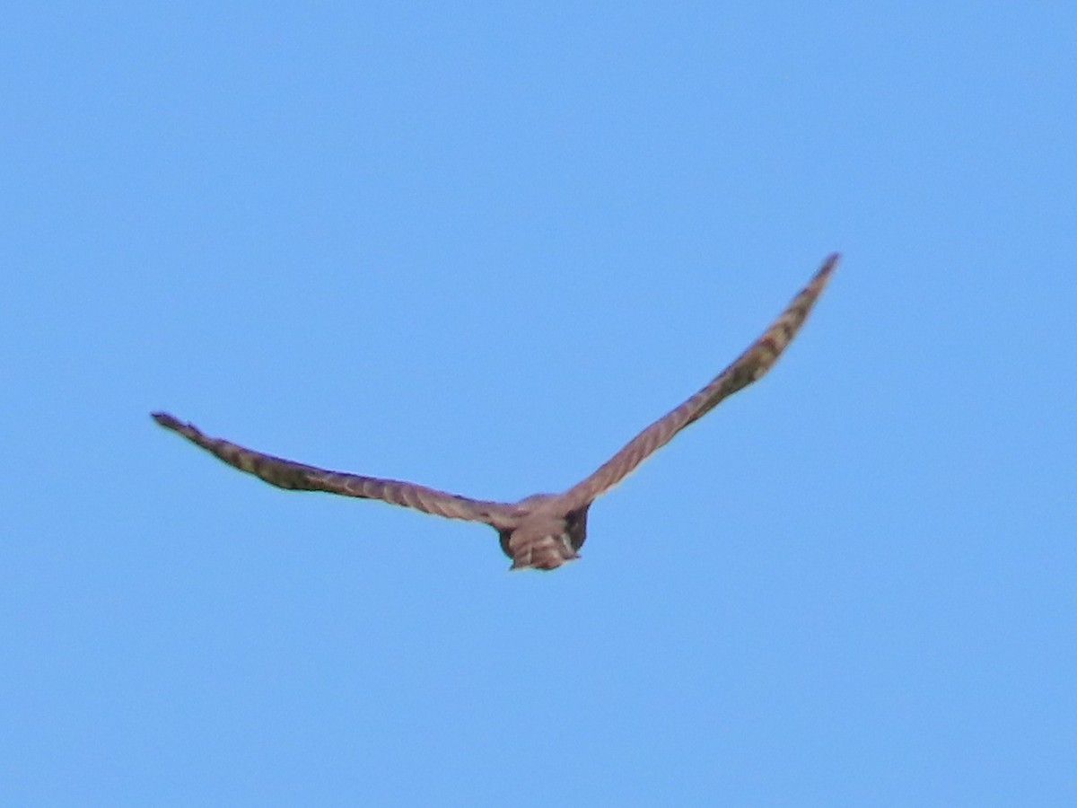 Besrasperber - ML646396139