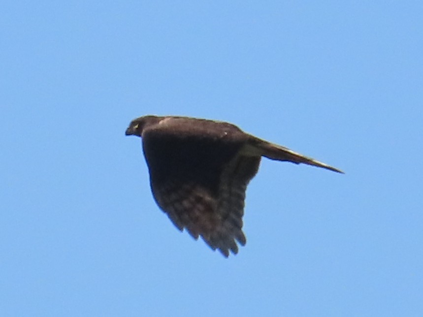 Besrasperber - ML646396140