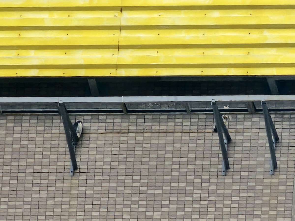 Peregrine Falcon - ML646396141